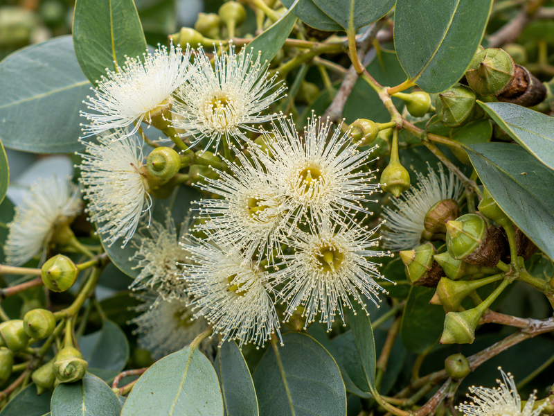 EUCALYPTUS OIL (0.4%)