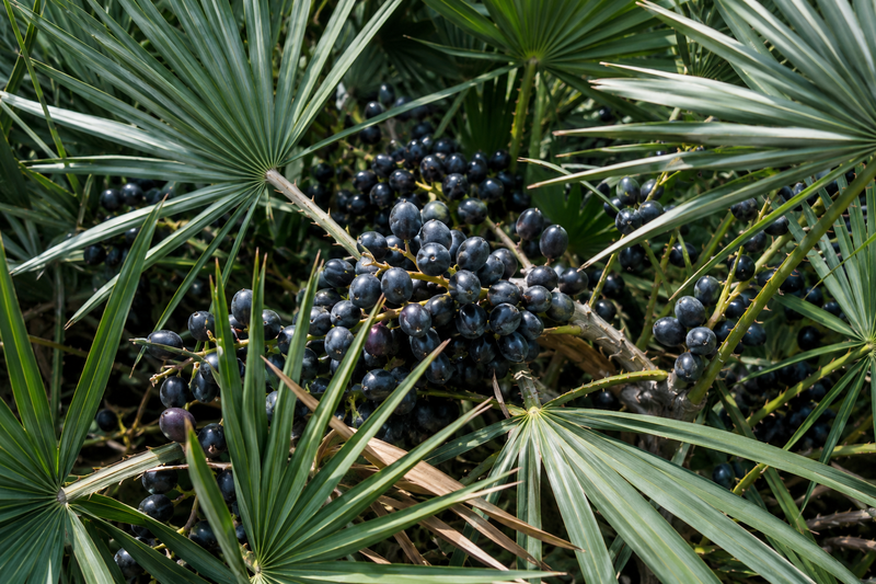 SAW PALMETTO FRUIT EXTRACT (1%)