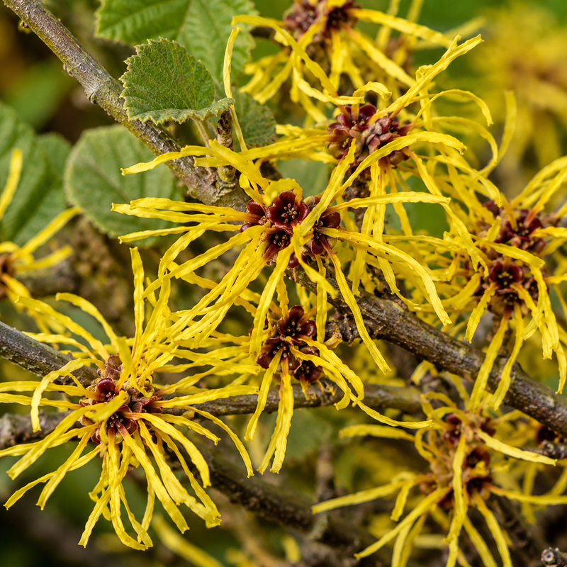 WITCH HAZEL EXTRACT (0.5%)