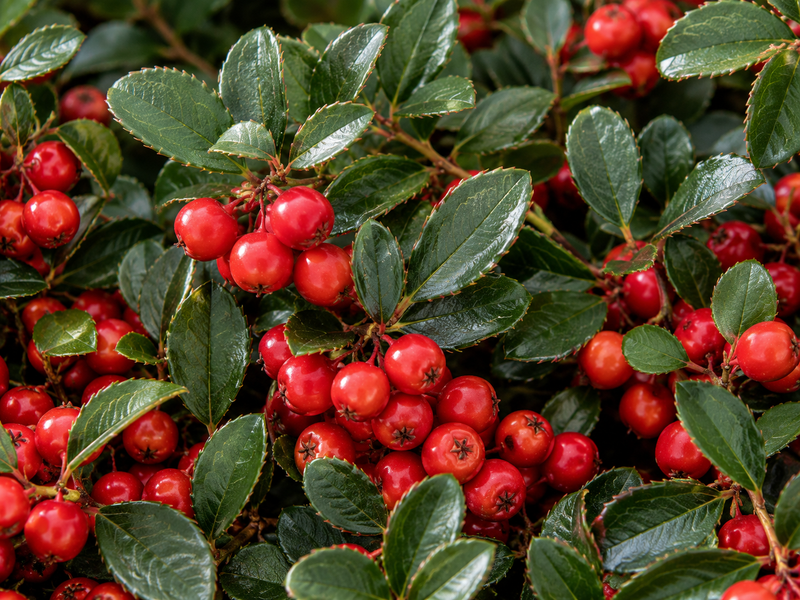 WINTERGREEN OIL