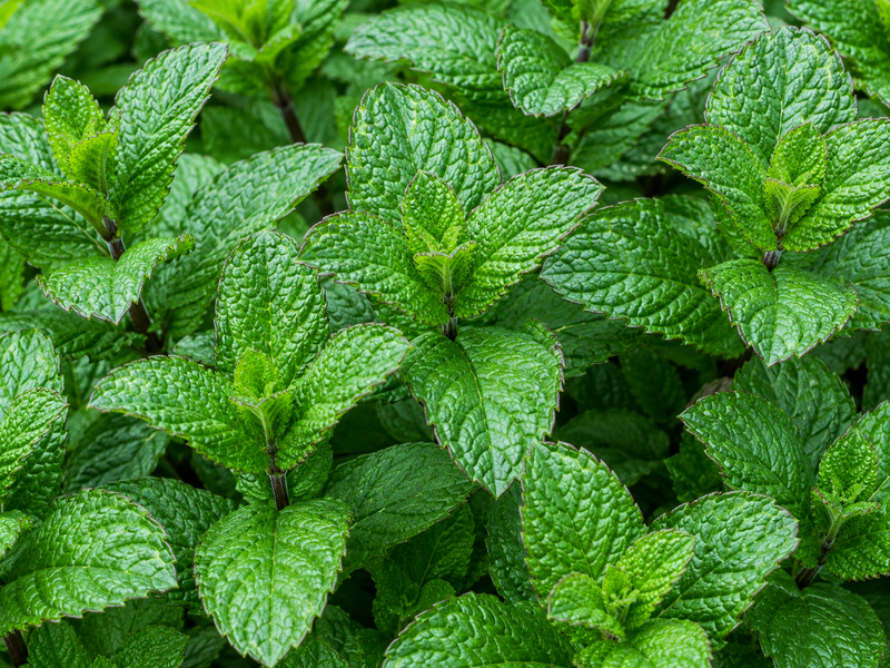PEPPERMINT OIL (0.2%)